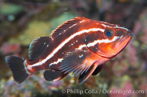 Yelloweye rockfish, juvenile.  The juvenile yelloweye rockfish is black and white and only slowly becomes bright orange after migrating to deep water and maturing, Sebastes ruberrimus
