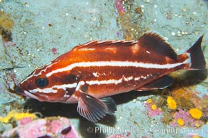 Yelloweye rockfish, juvenile.  The juvenile yelloweye rockfish is black and white and only slowly becomes bright orange after migrating to deep water and maturing, Sebastes ruberrimus