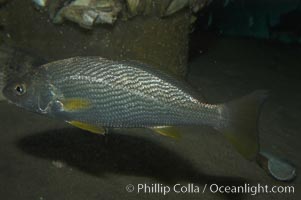 Yellowfin croaker, Umbrina roncador