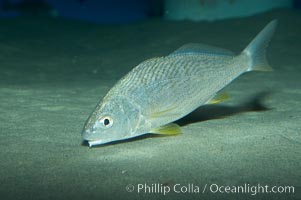 Yellowfin croaker, Umbrina roncador