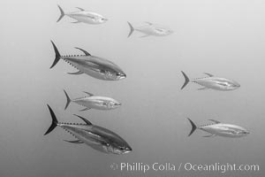 Yellowfin tuna at the Boiler, San Benedicto Island, Revillagigedos, Mexico, San Benedicto Island (Islas Revillagigedos)