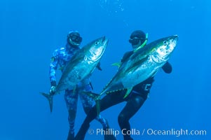 Joe Tobin (left) and James Tate (right) with yellowfin tuna (approx 60 pounds each), taken by breathold diving with band-power spearguns near Abalone Point.  Guadalupe Island, like other Eastern Pacific islands, is a fine place in the world to spear large yellowfin tuna.  July 2004, Thunnus albacares, Guadalupe Island (Isla Guadalupe)