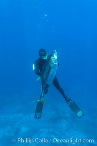 James Tate with yellowfin tuna (approx 60 pounds) taken by breathold diving with a band-power speargun near Abalone Point.  July 2004, Thunnus albacares, Guadalupe Island (Isla Guadalupe)