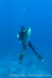 James Tate with yellowfin tuna (approx 60 pounds) taken by breathold diving with a band-power speargun near Abalone Point.  July 2004, Thunnus albacares, Guadalupe Island (Isla Guadalupe)