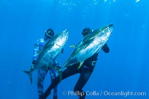 Joe Tobin (left) and James Tate (right) with yellowfin tuna (approx 60 pounds each), taken by breathold diving with band-power spearguns near Abalone Point.  Guadalupe Island, like other Eastern Pacific islands, is a fine place in the world to spear large yellowfin tuna.  July 2004, Thunnus albacares, Guadalupe Island (Isla Guadalupe)