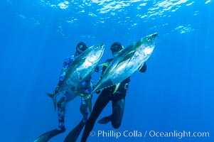 Joe Tobin (left) and James Tate (right) with yellowfin tuna (approx 60 pounds each), taken by breathold diving with band-power spearguns near Abalone Point.  Guadalupe Island, like other Eastern Pacific islands, is one of the finest place in the world to spear large yellowfin tuna.  July 2004, Thunnus albacares, Guadalupe Island (Isla Guadalupe)