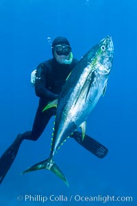 James Tate with yellowfin tuna (approx 60 pounds) taken by breathold diving with a band-power speargun near Abalone Point.  July 2004, Thunnus albacares, Guadalupe Island (Isla Guadalupe)