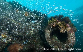 Yellowhead Hulafish, Trachinops noarlungae, schooling on the wreck of the Portland Maru, Kangaroo Island, South Australia. The Portland Maru was a 117-meter Japanese cargo ship which struck a submerged object and was beached near Cape Borda, Kangaroo Island, on March 19, 1935, Trachinops noarlungae, Wreck of the Portland Maru