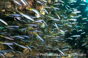 Yellowhead Hulafish, Trachinops noarlungae, schooling on the wreck of the Portland Maru, Kangaroo Island, South Australia, Trachinops noarlungae, Wreck of the Portland Maru