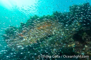 Yellowhead Hulafish, Trachinops noarlungae, schooling on the wreck of the Portland Maru, Kangaroo Island, South Australia. The Portland Maru was a 117-meter Japanese cargo ship which struck a submerged object and was beached near Cape Borda, Kangaroo Island, on March 19, 1935, Trachinops noarlungae, Wreck of the Portland Maru