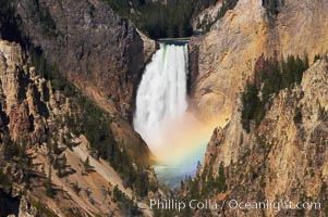 A rainbow appears in the mist of the Lower Falls of the Yellowstone River.  At 308 feet, the Lower Falls of the Yellowstone River is the tallest fall in the park.  This view is from the famous and popular Artist Point on the south side of the Grand Canyon of the Yellowstone.  When conditions are perfect in midsummer, a morning rainbow briefly appears in the falls, Yellowstone National Park, Wyoming