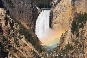 A rainbow appears in the mist of the Lower Falls of the Yellowstone River.  At 308 feet, the Lower Falls of the Yellowstone River is the tallest fall in the park.  This view is from the famous and popular Artist Point on the south side of the Grand Canyon of the Yellowstone.  When conditions are perfect in midsummer, a morning rainbow briefly appears in the falls, Yellowstone National Park, Wyoming