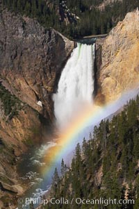 A rainbow appears in the mist of the Lower Falls of the Yellowstone River.  At 308 feet, the Lower Falls of the Yellowstone River is the tallest fall in the park.  This view is from Lookout Point on the North side of the Grand Canyon of the Yellowstone.  When conditions are perfect in midsummer, a midmorning rainbow briefly appears in the falls, Yellowstone National Park, Wyoming