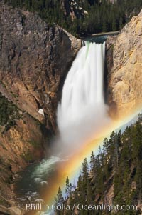 A rainbow appears in the mist of the Lower Falls of the Yellowstone River.  At 308 feet, the Lower Falls of the Yellowstone River is the tallest fall in the park.  This view is from Lookout Point on the North side of the Grand Canyon of the Yellowstone.  When conditions are perfect in midsummer, a midmorning rainbow briefly appears in the falls, Yellowstone National Park, Wyoming