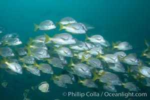 Yellowtail grunt, aka burrito grunt, Anisotremus interruptus, North Seymour Island