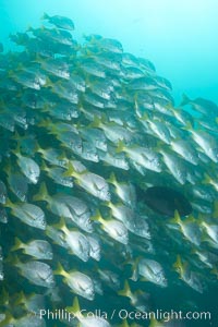 Yellowtail grunt, aka burrito grunt, Anisotremus interruptus, North Seymour Island