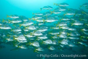 Yellowtail grunt, aka burrito grunt, Anisotremus interruptus, North Seymour Island