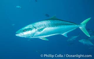 Yellowtail Kingfish at the South Neptune Islands, Seriola lalandi