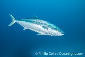 Yellowtail Kingfish at the South Neptune Islands, Seriola lalandi