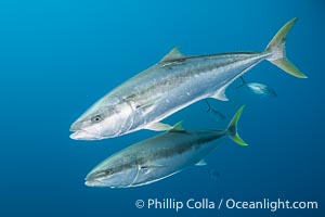 Yellowtail Kingfish at the South Neptune Islands, Seriola lalandi