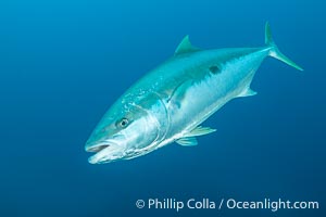 Yellowtail Kingfish at the South Neptune Islands, Seriola lalandi