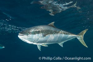 Yellowtail Kingfish at the South Neptune Islands, Seriola lalandi