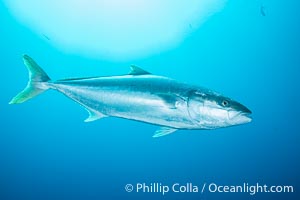 Yellowtail Kingfish at the South Neptune Islands, Seriola lalandi