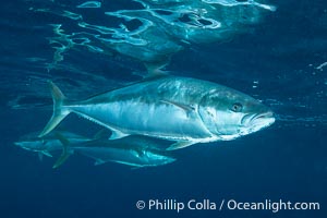 Yellowtail Kingfish at the South Neptune Islands, Seriola lalandi