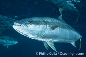 Yellowtail Kingfish at the South Neptune Islands, Seriola lalandi