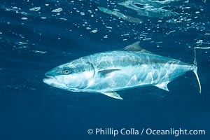 Yellowtail Kingfish at the South Neptune Islands, Seriola lalandi