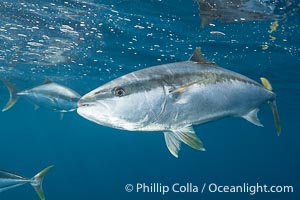 Yellowtail Kingfish at the South Neptune Islands, Seriola lalandi