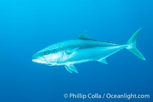 Yellowtail Kingfish at the South Neptune Islands, Seriola lalandi