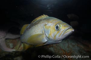 Yellowtail rockfish, Sebastes flavidus