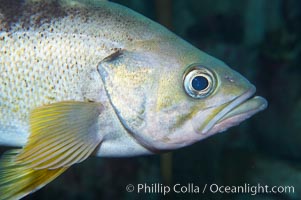 Yellowtail rockfish are found the eastern Aleutian island as far south as southern California, and can live over 60 years, Sebastes flavidus