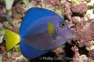 Yellowtail tang, Zebrasoma xanthurum