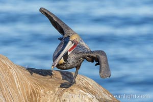 Yoga Pelican performing Warrior Three Pose Virabhadrasana, Pelecanus occidentalis, Pelecanus occidentalis californicus, La Jolla, California