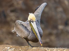 Yoga Pelican performing Warrior Three Pose Virabhadrasana, Pelecanus occidentalis, Pelecanus occidentalis californicus, La Jolla, California