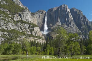 Yosemite Falls rises above Cooks Meadow.  The 2425 falls, the tallest in North America, is at peak flow during a warm-weather springtime melt of Sierra snowpack.  Yosemite Valley, Yosemite National Park, California