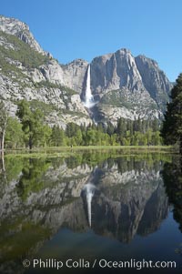 Yosemite Falls is reflected in a springtime pool in flooded Cooks Meadow, Yosemite Valley, Yosemite National Park, California