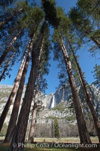 Yosemite Falls and tall pine trees, viewed from Cook's Meadow.