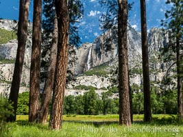 Yosemite Falls framed by Pine Trees, Cook's Meadow, Yosemite National Park