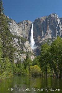 Yosemite Falls rises above the Merced River, viewed from the Swinging Bridge.  The 2425 falls is the tallest in North America.  Yosemite Valley, Yosemite National Park, California