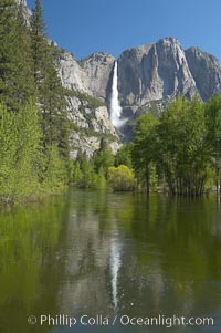 Yosemite Falls rises above the Merced River, viewed from the Swinging Bridge.  The 2425 falls is the tallest in North America.  Yosemite Valley, Yosemite National Park, California