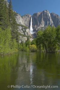 Yosemite Falls rises above the Merced River, viewed from the Swinging Bridge.  The 2425 falls is the tallest in North America.  Yosemite Valley, Yosemite National Park, California