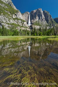 Yosemite Falls reflected in flooded meadow.  The Merced  River floods its banks in spring, forming beautiful reflections of Yosemite Falls, Yosemite National Park, California