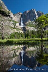 Yosemite Falls reflected in the Merced River, from Swinging Bridge.  The Merced  River is flooded with heavy springtime flow as winter snow melts in the high country above Yosemite Valley, Yosemite National Park, California