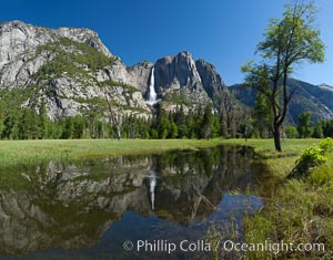 Yosemite Falls reflected in flooded meadow.  The Merced  River floods its banks in spring, forming beautiful reflections of Yosemite Falls, Yosemite National Park, California