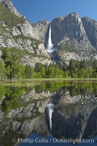 Yosemite Falls is reflected in a springtime pool in flooded Cooks Meadow, Yosemite Valley, Yosemite National Park, California