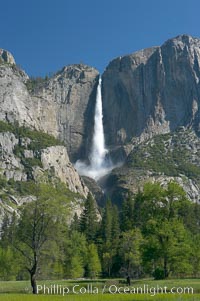 Yosemite Falls rises above Cooks Meadow.  The 2425 falls, the tallest in North America, is at peak flow during a warm-weather springtime melt of Sierra snowpack.  Yosemite Valley, Yosemite National Park, California