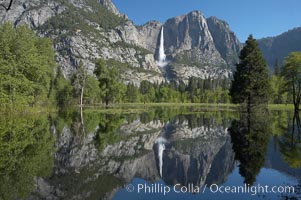 Yosemite Falls is reflected in a springtime pool in flooded Cooks Meadow, Yosemite Valley, Yosemite National Park, California